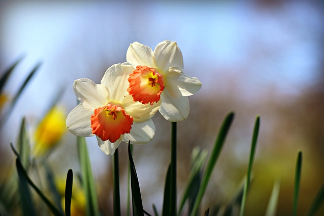 Daffodil 4121255 640